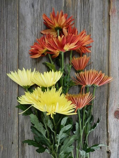 FALL PACK-BUTTERSCOTCH, BRONZE, RED, YELLOWS  SEASONAL DISBUDS/MUMS